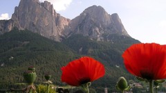 Landscapes nature snow Mountains Poppies panorama Alps Italy 