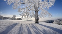 Landscapes nature snow sun branches hoarfrost shadows gray hair
