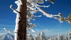 Landscapes nature snow winter blue sky branches trunk south 