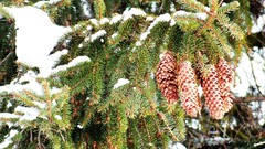 Landscapes nature snow winter branches fir cones