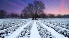 Landscapes nature snow winter evening lilac ranks