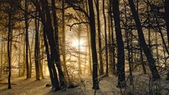 Landscapes nature snow winter morning sun rays forests morning 