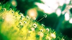 Landscapes nature spring turn clover green. light corner