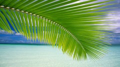 Landscapes nature sun clouds ocean vegetation Plants Beaches 