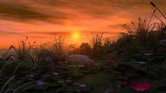 Landscapes nature sun Flowers