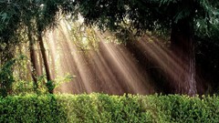 Landscapes nature sun light protection bushes inspiration