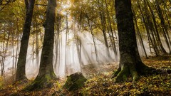 Landscapes nature sun rays forests morning view