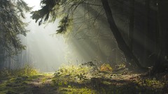 Landscapes nature sweden