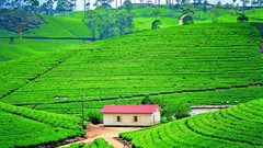 Landscapes nature tea plantation travel Sri Lanka