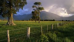Landscapes nature tree fence