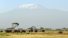 Landscapes nature Trees Animals Mountains savannah Africa 