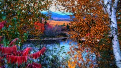 Landscapes nature Trees autumn