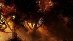 Landscapes nature Trees autumn