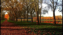 Landscapes nature Trees autumn Paris France Plants rivers seine