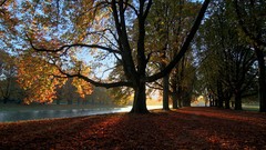 Landscapes nature Trees autumn rivers morning view