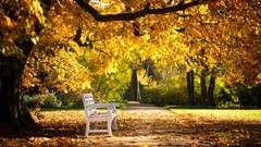 Landscapes nature Trees autumn yellow leaves park bench
