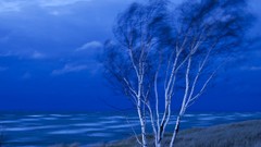 Landscapes nature Trees birch lake michigan