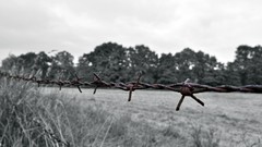 Landscapes nature Trees black and white wire pasture 