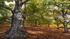 Landscapes nature Trees branches Wood brushwood