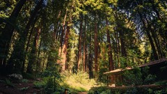 Landscapes nature Trees California Giants national park forests 