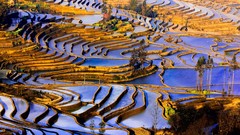 Landscapes nature Trees China terraces agriculture yunnan
