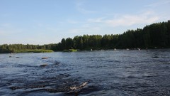 Landscapes nature Trees coast Wood karelia