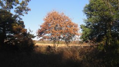 Landscapes nature Trees country countryside blue skies lone tree