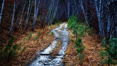 Landscapes nature Trees dark Green paths forests HDR 