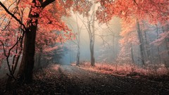 Landscapes nature Trees dawn paths inside autumn leaves Eternal