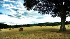 Landscapes nature Trees endless