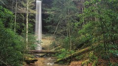 Landscapes nature Trees falls forests Daniel Boone National 