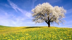 Landscapes nature Trees Flowers