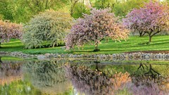 Landscapes nature Trees Flowers