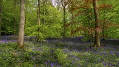 Landscapes nature Trees forests