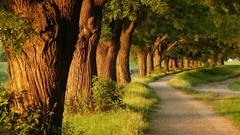 Landscapes nature Trees forests