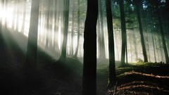 Landscapes nature Trees forests