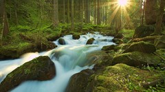 Landscapes nature Trees forests