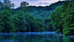 Landscapes nature Trees forests dawning