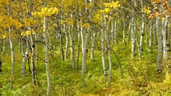 Landscapes nature Trees gold autumn light growth young grove