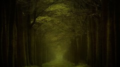 Landscapes nature Trees grass dark dawn Green forests Arche