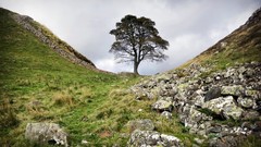 Landscapes nature Trees grass gray wall clouds hills Green 