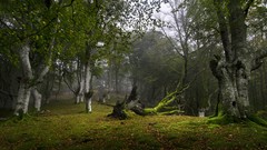 Landscapes nature Trees grass Green Enchanted forests cloudy day