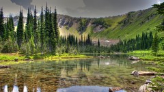 Landscapes nature Trees grass hills Green calm picnic grove 