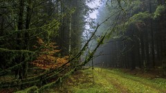Landscapes nature Trees grass paths forests morning view