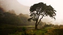 Landscapes nature Trees grass rain fencing rivers
