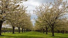 Landscapes nature Trees grass spring Garden plantation Culture