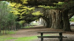 Landscapes nature Trees grass trunks bench Giants ride