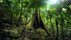 Landscapes nature Trees Green moss Plants jungle Mexico reserve 