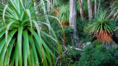 Landscapes nature Trees Green Plants grove forests