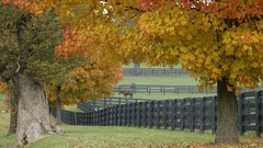 Landscapes nature Trees Horses fences picket fence